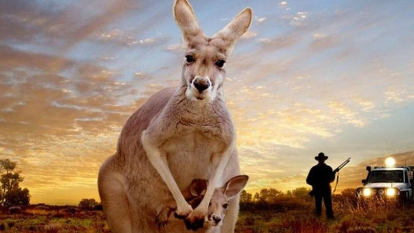 Autoritățile din Australia au permis oamenilor să vâneze cangurii