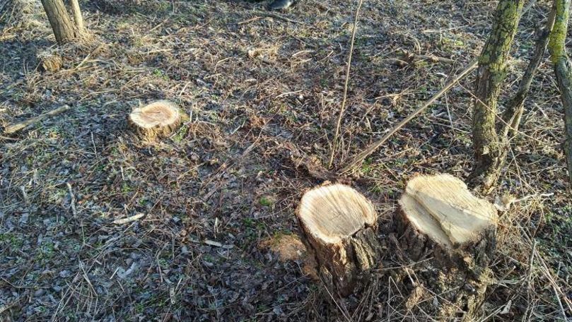Se fură copacii: Zeci de arbori, tăiaţi în timpul nopții la Șoldănești