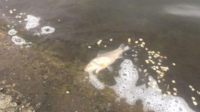 Pești din lacul Valea Morilor din Chișinău, surprinși morți la mal