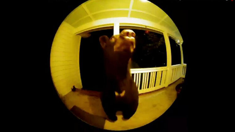 Un urs politicos a bătut la ușa unei case din Carolina de Sud. Ce a urmat
