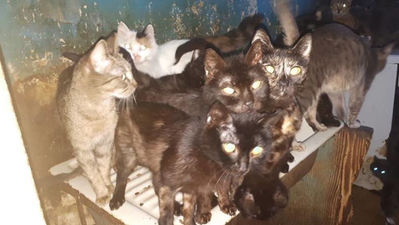 O femeie din București ținea 41 de pisici închise într-o bucătărie