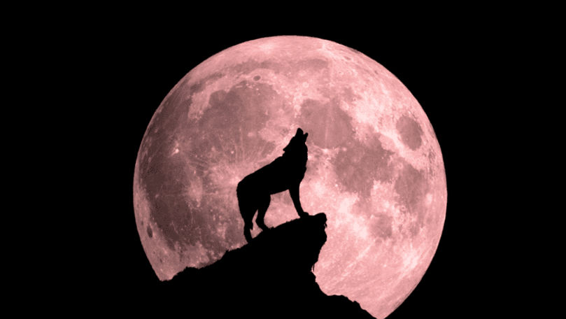 Ce prezintă Luna Lupului și ce trebuie să faceți în această noapte