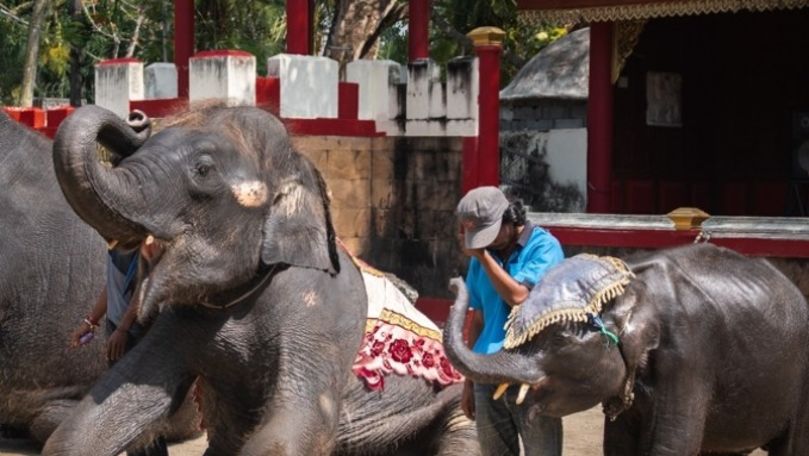Ce a pățit un elefant forțat să danseze pentru amuzamentul turiștilor