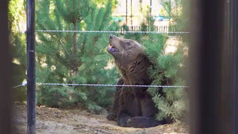 Cum arată noua casă a urșilor de la Grădina Zoologică din Chișinău