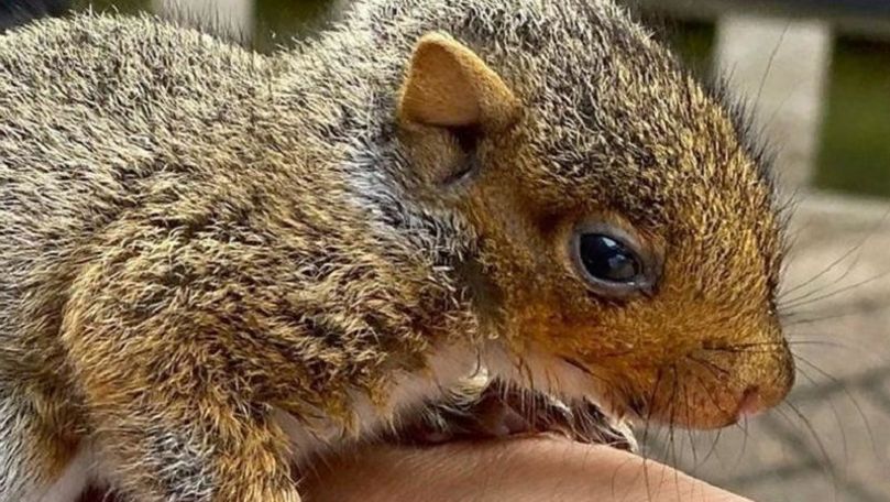 Un bărbat din Cambridge a devenit baby sitter pentru o veveriță