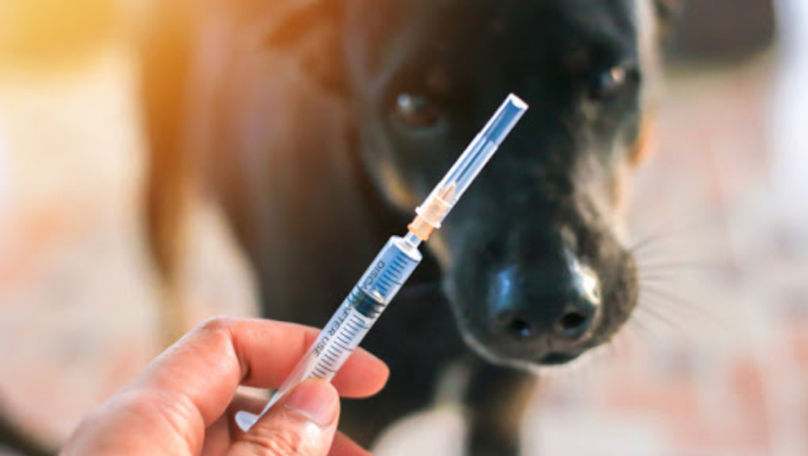 Consum accelerat de vaccin antirabic: ANSP anunță noi achiziții