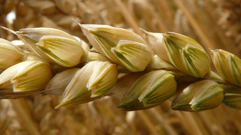 Prima ţară din lume care autorizează plantarea grâului modificat genetic