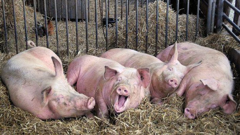 Pesta porcină în Moldova. ANSA: Cei care dețin porci, să-i înregistreze