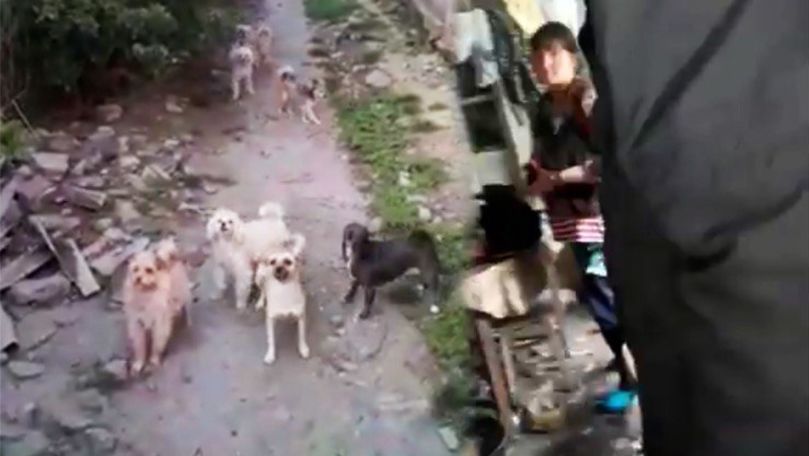 O femeie și-a transformat casa în gunoiște și întreține 50 de câini