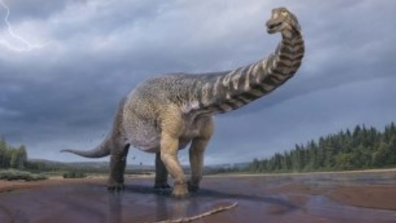 Cel mai mare dinozaur descoperit în Australia aparţine unei noi specii