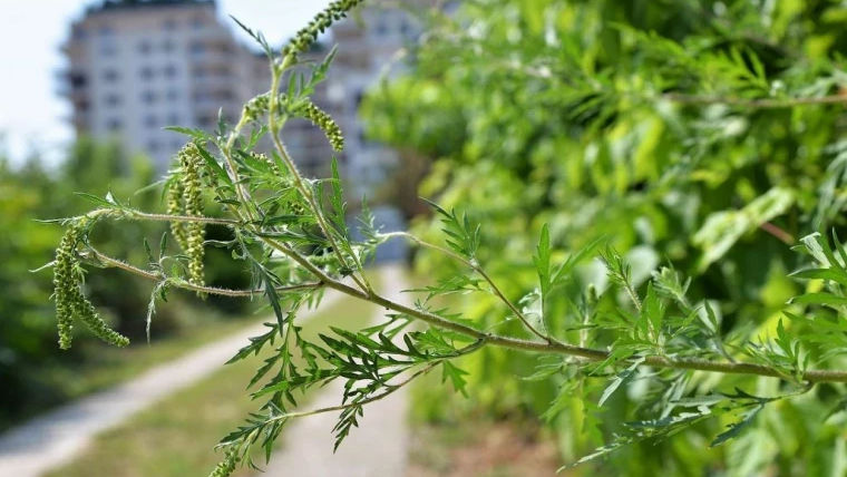 Sezonul ambroziei: Zone întregi din Chișinău, pline de această plantă