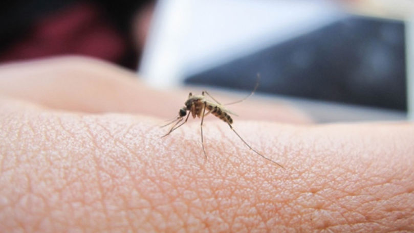 Tornadă de țânțari, filmată în regiunea Kamceatka din Rusia