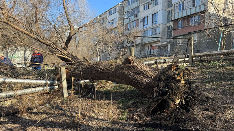 Un copac s-a prăbușit peste o țeavă în Capitală: Un liceu și câteva blocuri de locuințe, fără căldură.