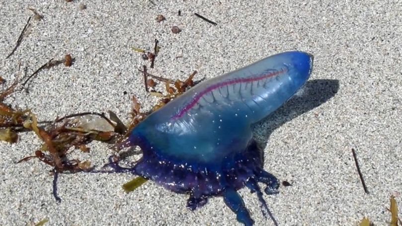 Plajele din Spania, invadate de cea mai periculoasă meduză din lume