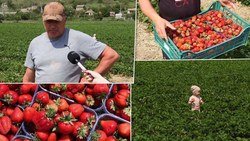 Căpșune crescute natural la Copanca. Fermierii se luptă cu importurile
