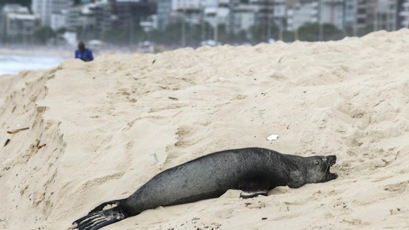 Un leu de mare din Antarctica a apărut pe o plajă din Rio de Janeiro