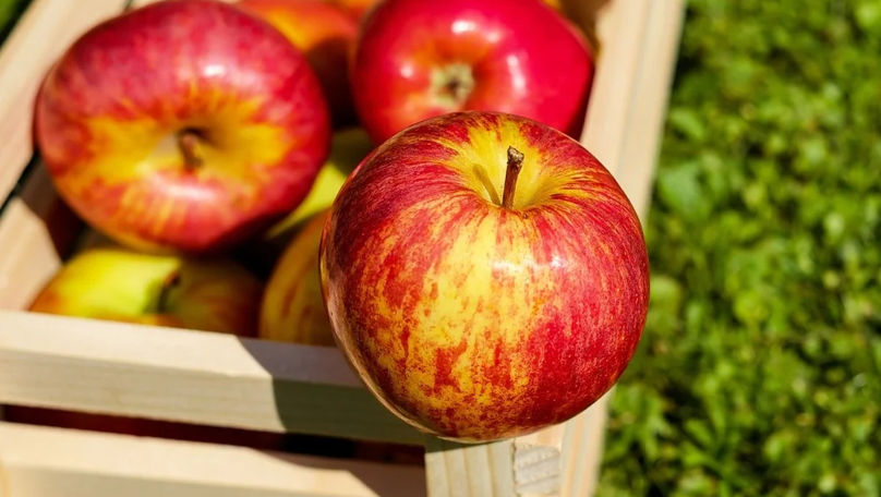 Agricultorii ar putea recolta cu circa 32% mai puține mere în acest an
