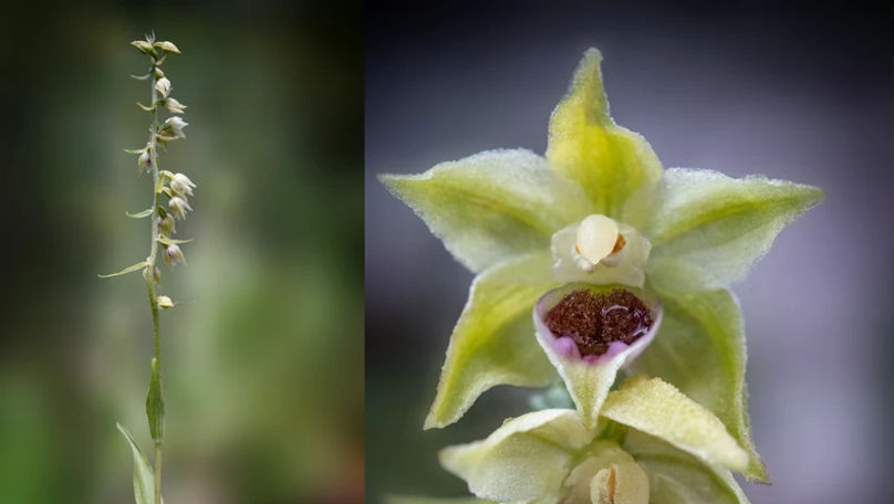 O nouă specie de floare în România. Cum arată orhideea de Bucegi