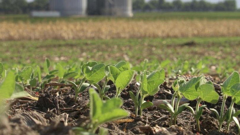 Agricultorii avertizează: Recolta mai multor culturi poate fi afectată
