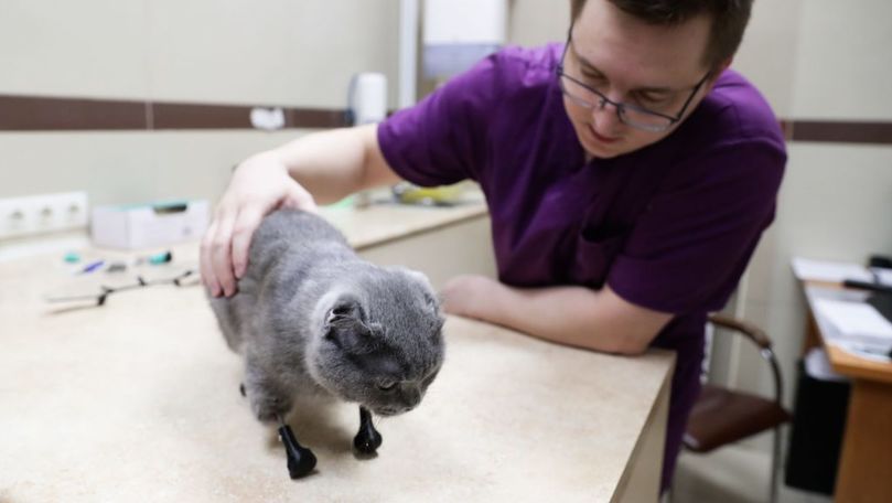 Pisica bionică: O felină din Rusia a primit proteze din titan