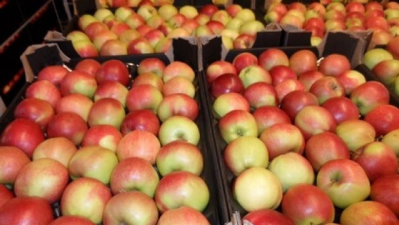 Cea mai bogată roadă de mere: Câte tone de fructe vor culege fermierii
