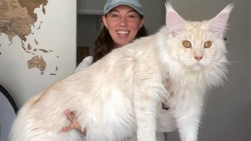 Povestea pisicii uriașe din SUA: Are dimensiunea unui copil de cinci ani