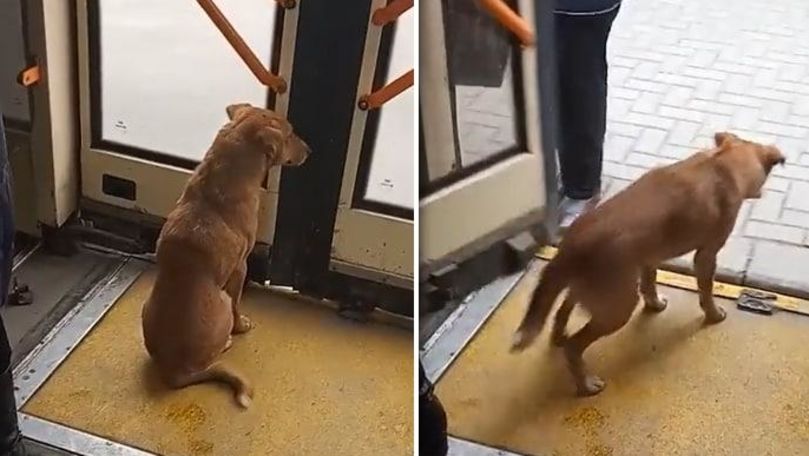 Câine fără stăpân, filmat cum se plimbă cu troleibuzul în Capitală