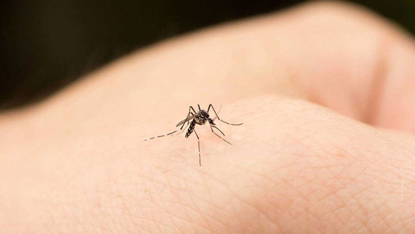 Medicii avertizează: Țânțarii transmit mai multe boli. Cum ne protejăm