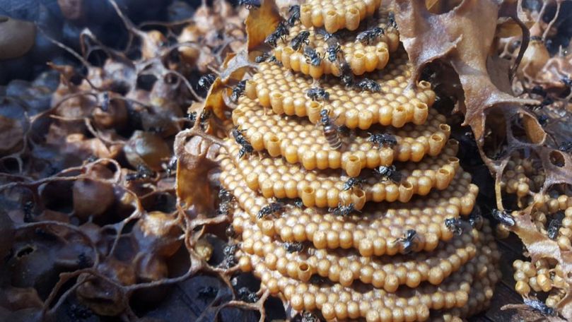 Cercetătorii au aflat de ce unele albine construiesc faguri spiralați