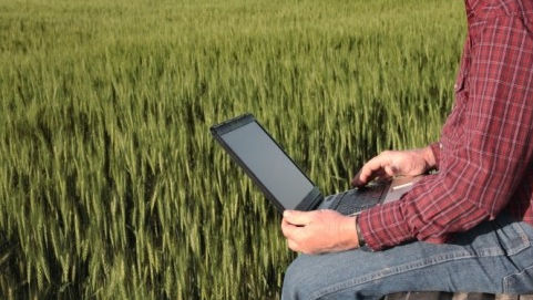 IT sau agricultură? Cine câștigă cel mai bine în R. Moldova
