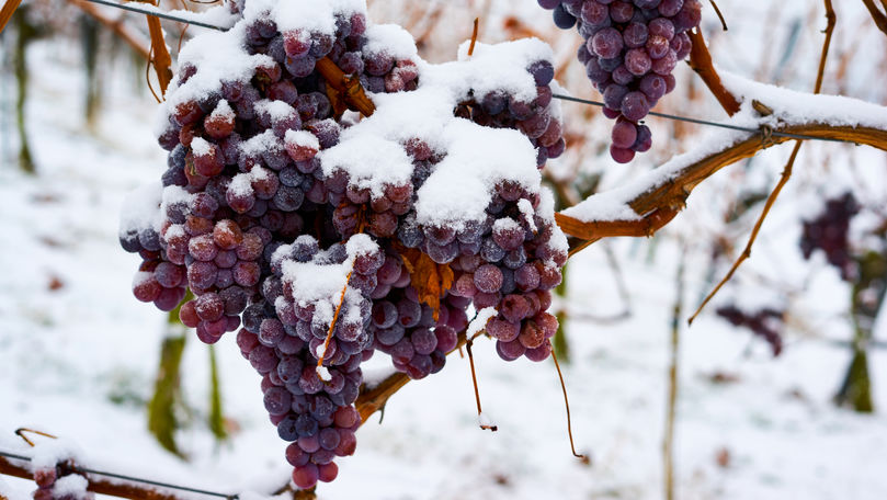 Iarna le dă bătăi de cap viticultorilor: În 2020 vom fi fără ice wine