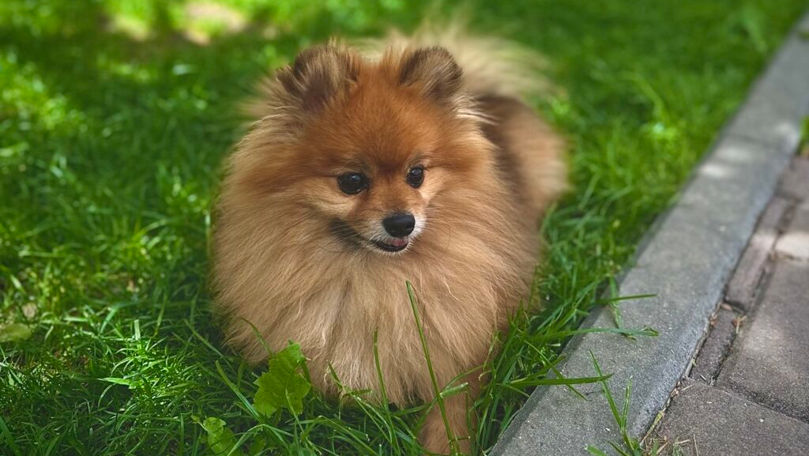 Care sunt regulile pentru intrarea în R. Moldova cu animale de companie