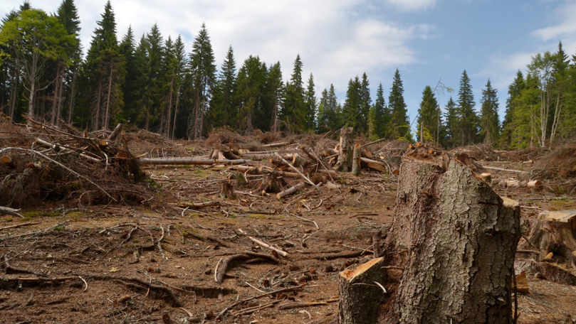 Criza energetică a provocat tăierea a mii de hectare de pădure din țară