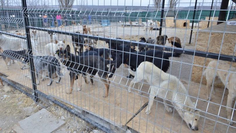 Codreanu: Peste 300 de câini din Capitală au fost sterilizați