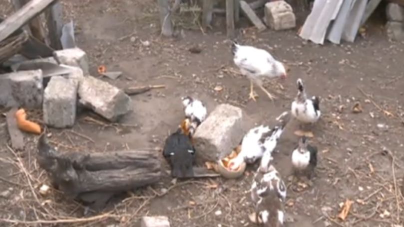 O mare parte din localnicii din Mălăiești au rămas fără păsări
