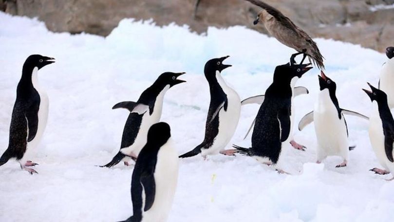 Galapagos: Creştere record a populaţiei de pinguini