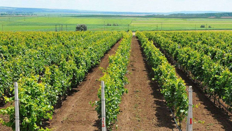 Vița-de-vie dispare treptat: Moldova pierde anual 2.000 de hectare