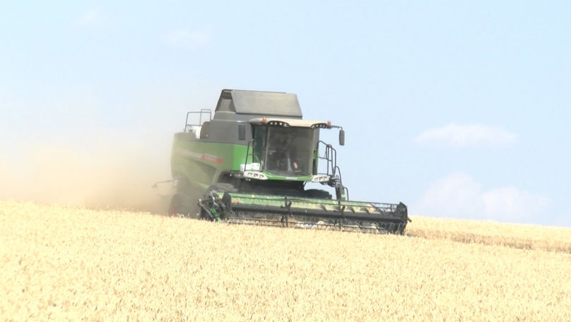 Start pentru recoltarea grâului în Moldova: Agricultorii sunt optimiști