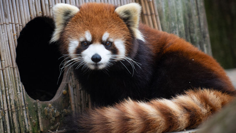 Un pui de panda roşu, o specie pe cale de dispariţie, a apărut pe lume