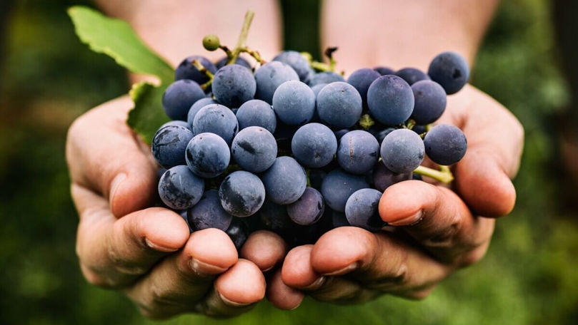 Viticultorii se plâng că nu-și pot vinde strugurii: O să închidem totul
