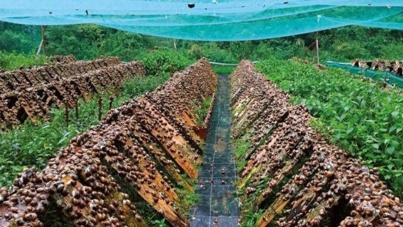 Un italian crește melci în R. Moldova: Ce face cu producția