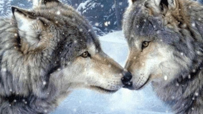 Haită de lupi, filmată cum se joacă în zăpadă într-un parc din România