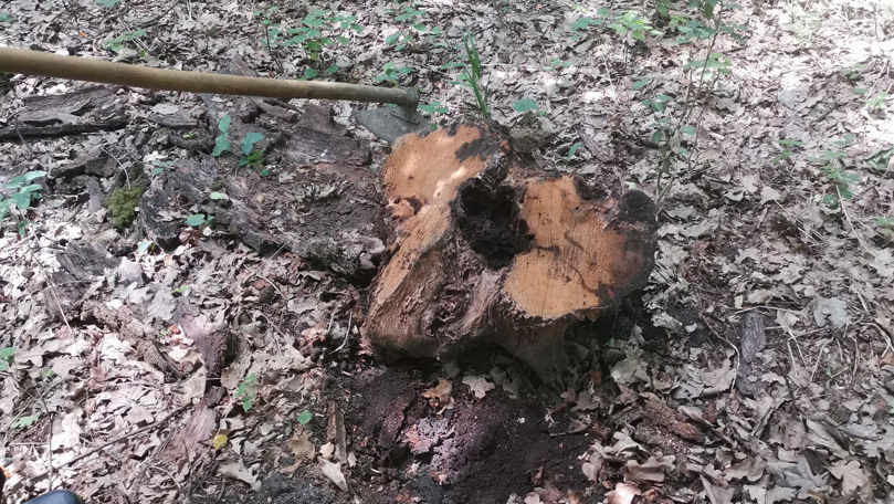 Peste 30 de copaci au fost tăiați ilegal la Briceni: Prejudiciul cauzat
