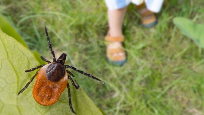 Pericolul ascuns în iarbă: Căpușele pot transmite boala Lyme