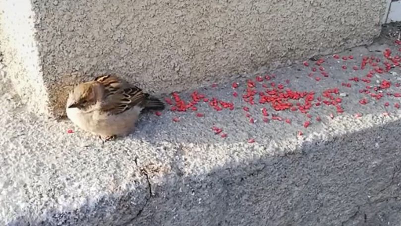 Păsări care murdăresc mașini, otrăvite la autogara din Drochia