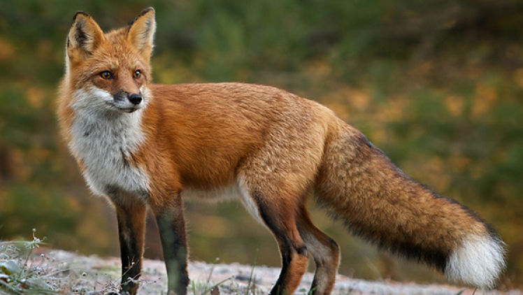 Începe vaccinarea animalelor sălbatice contra rabiei