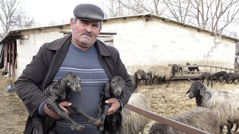 Povestea unui bărbat din Sângerei care crește mieluți cu cercei
