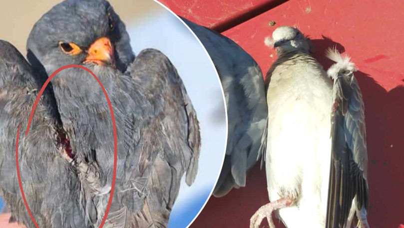 Mai multe păsări din Cartea Roșie, ucise în satul Coștangalia