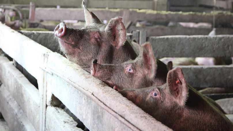 Alertă de pestă porcină în Ucraina și România. Virusul se extinde repede