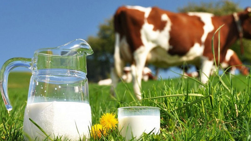 Nutriționist: Laptele crud sau care nu e tratat termic conține bacterii